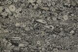 Fossil Crinoid Stems In Limestone Slab #206825-1